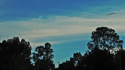 Bird flying over trees Vídeos de archivo 45213069