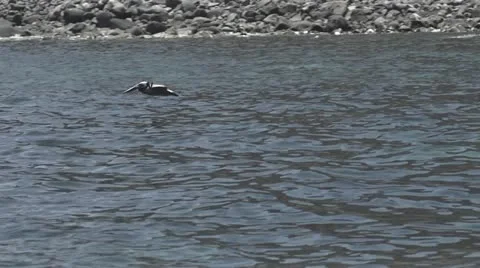 Bird flying over water 스톡 동영상 22110867