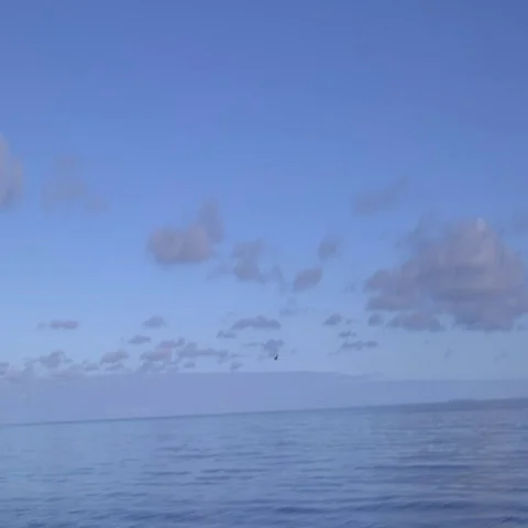 Bird flying over water Stock Footage 69302278