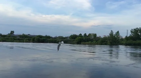 Bird flying over the water, slow motion Stock Footage 64020737
