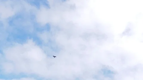 Bird flying overhead Stock Footage 110892901