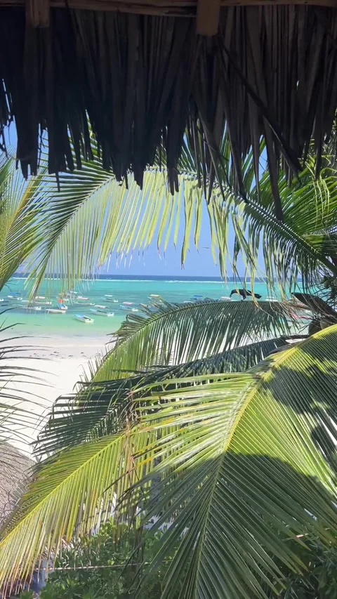 Bird flying off palm leaf turquoise ocean boats framed view Zanzibar HD vertical 스톡 동영상 342170507