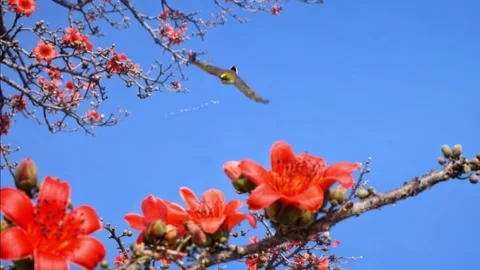 Bird Flying Past Red Cotton Tree Blossoms Against Blue Sky Stock Footage 330380196