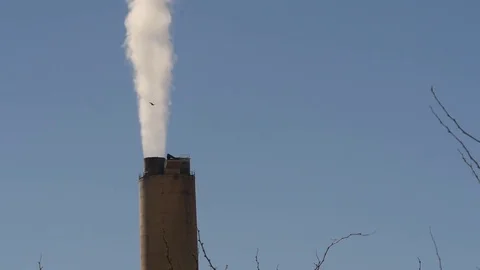 A bird flying past a smokestack Stock Footage 74003491