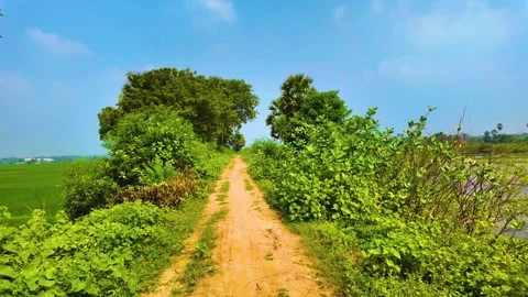 Bird Flying in the Pathway Video stock 262231019