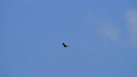 Bird FLying Stock Photos