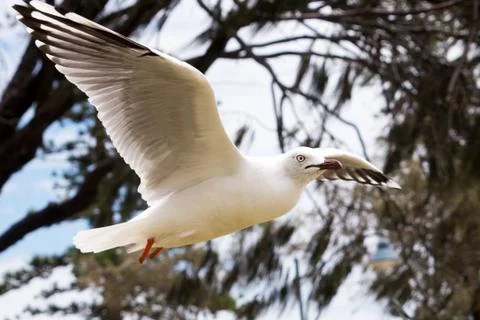 Bird flying Stock Photos