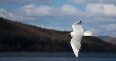 Bird flying Stock Photos
