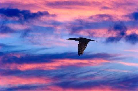Bird Flying Stock Photos