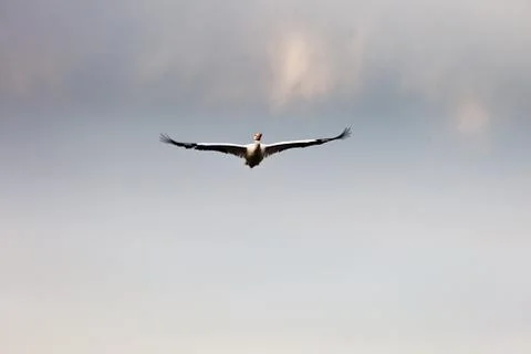 Bird flying 写真素材