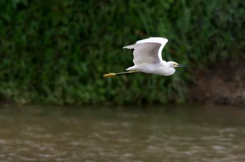 Bird Flying Stock Photos
