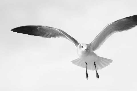Bird Flying Stock Photos