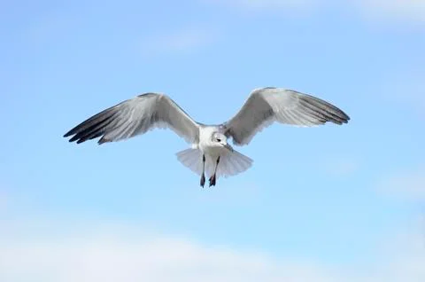 Bird Flying Stock Photos