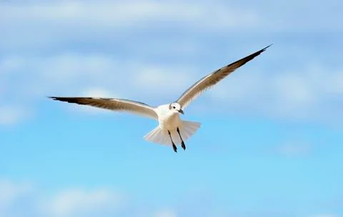 Bird Flying Stock Photos