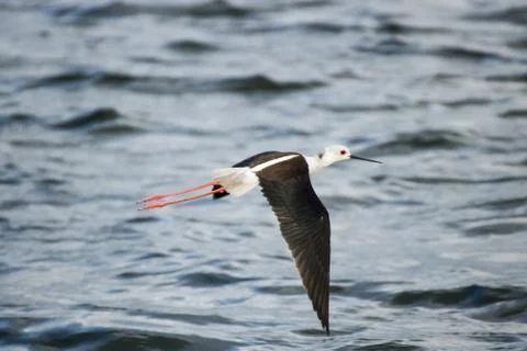 Bird flying Stock Photos
