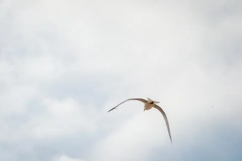 Bird flying Stock Photos