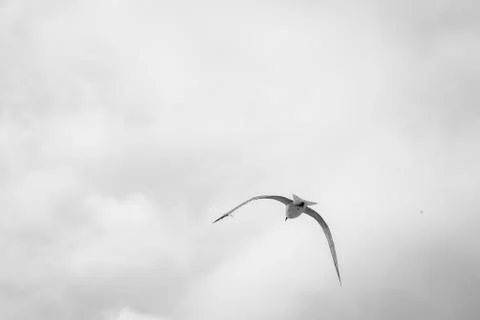 Bird flying Stock Photos