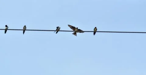 Bird flying Stock Photos