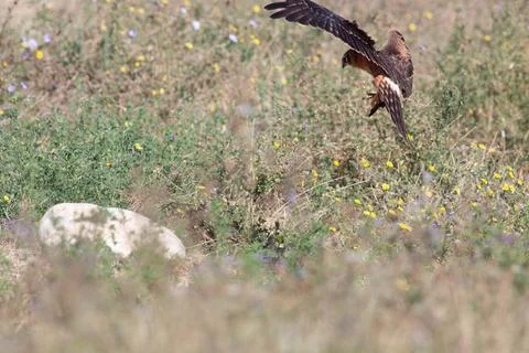Bird flying Stock Photos