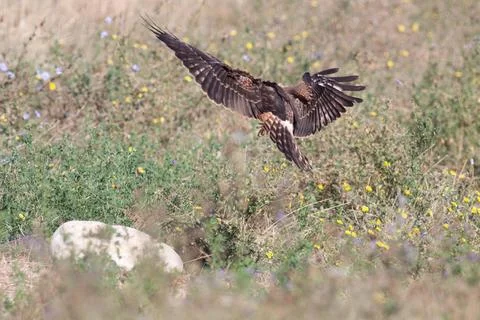 Bird flying Stock Photos