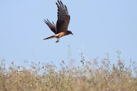 Bird flying Stock Photos