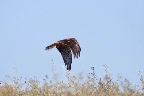 Bird flying Stock Photos