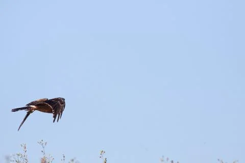 Bird flying Stock Photos