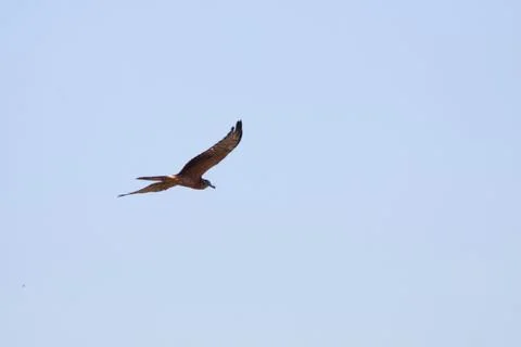 Bird flying Stock Photos