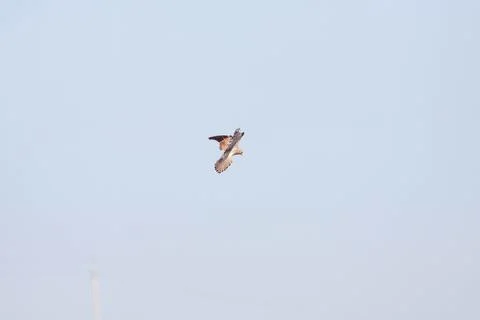 Bird flying Stock Photos