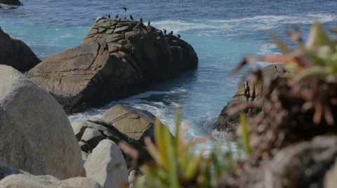 Bird flying onto rock 60fps Video stock 36785341