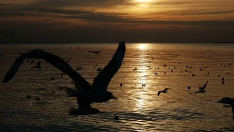 Bird flying at sea in sunset Stock Footage 83089514