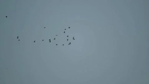 Bird Flying At Sea In Sunset 動画素材 130275568