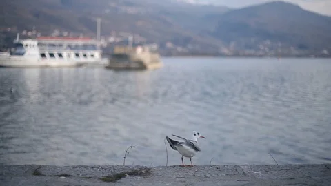 Bird Flying Off Shore Stock Footage 103400594