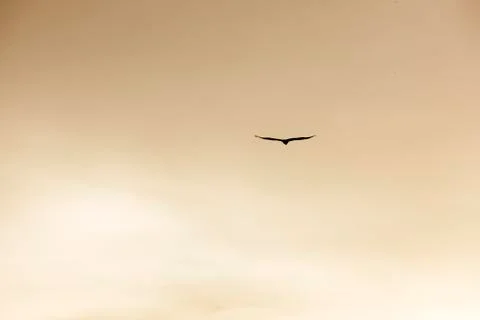 Bird flying silhouette in sunset background Stock Photos