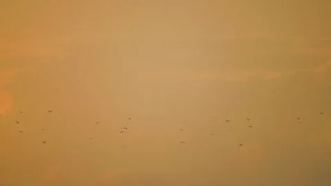 Bird flying on sky and cloud of sunset on slow motion  Stock Footage 249028888