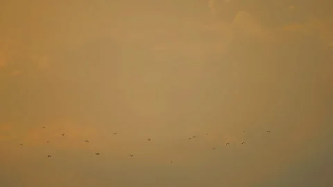 Bird flying on sky and cloud of sunset on slow motion  Stock Footage 249028993