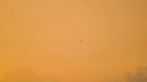 Bird flying on sky and cloud of sunset on slow motion  Stock Footage 249029058