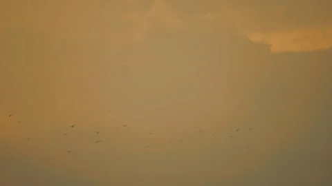 Bird flying on sky and cloud of sunset on slow motion  Stock Footage 249029232