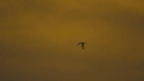 Bird flying on sky and cloud of sunset on slow motion  Stock Footage 249030987