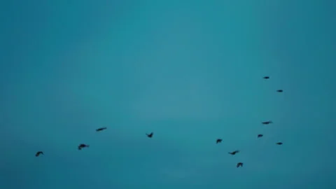 Bird flying on sky and cloud of sunset on slow motion  Stock Footage 249031016