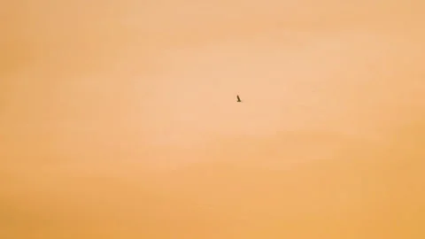 Bird flying on sky and cloud of sunset on slow motion  Stock Footage 249061402