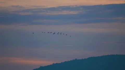 Bird flying on sky and cloud of sunset on slow motion  Stock Footage 249063435