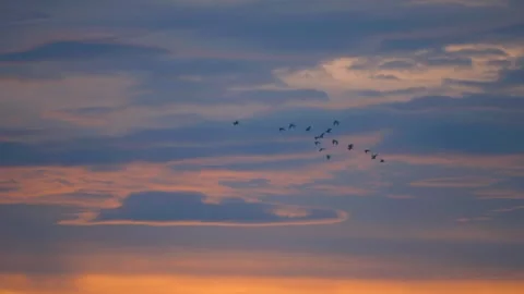 Bird flying on sky and cloud of sunset on slow motion  Stock Footage 249065274