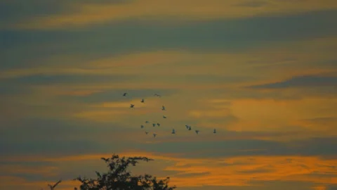 Bird flying on sky and cloud of sunset on slow motion  Stock Footage 249066563