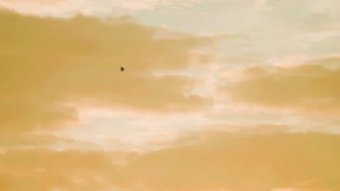 Bird flying on sky and cloud of sunset on slow motion  Stock Footage 249210650