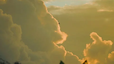 Bird flying on sky and cloud of sunset on slow motion  Stock Footage 249210841