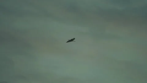 Bird flying on sky and cloud of sunset on slow motion  Stock Footage 249211049