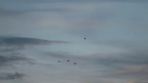 Bird flying on sky and cloud of sunset on slow motion  Stock Footage 249212916