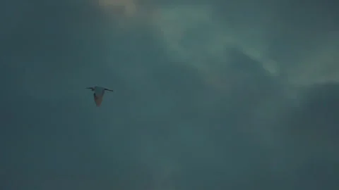 Bird flying on sky and cloud of sunset on slow motion  Stock Footage 249212917