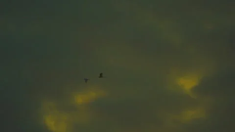 Bird flying on sky and cloud of sunset on slow motion  Stock Footage 249213018